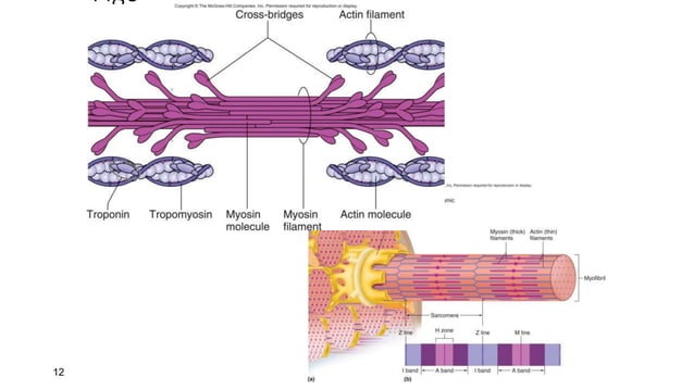 PowerPoint Presentation+.ppt