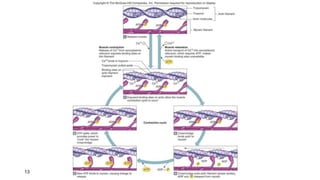 PowerPoint Presentation+.ppt