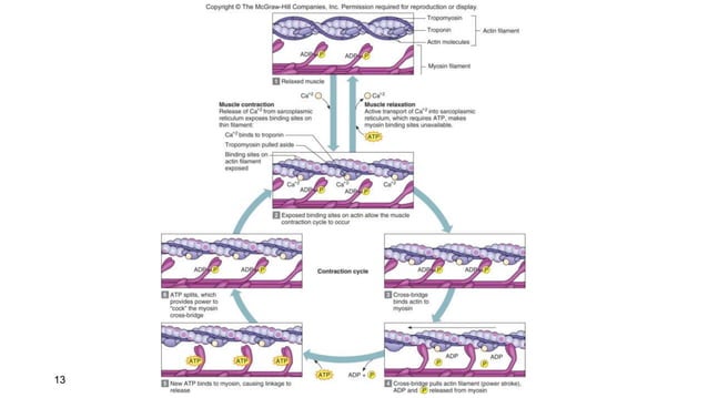 PowerPoint Presentation+.ppt