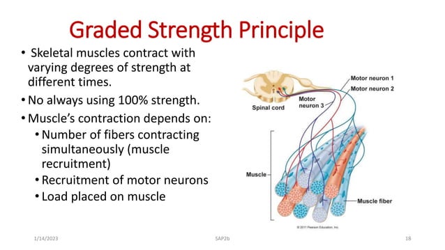 PowerPoint Presentation+.ppt