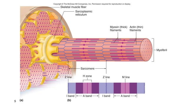 PowerPoint Presentation+.ppt
