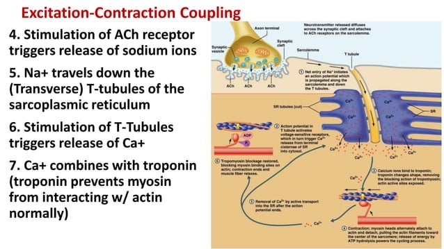 PowerPoint Presentation+.ppt
