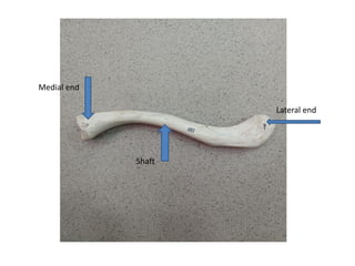 Lateral end
Medial end
Shaft