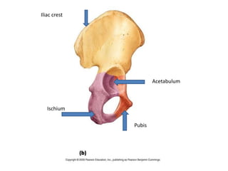 schium
Iliac crest
Pubis
Ischium
Acetabulum