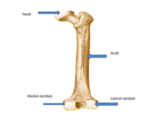 Ial condyle
Shaft
Head
Medial condyle
Lateral condyle