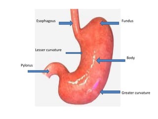Esophagous
Pylorus
Fundus
Body
Lesser curvature
Greater curvature