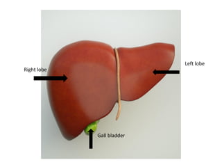 Ight
Left lobe
Right lobe
Gall bladder