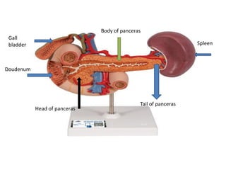Doudenum
Spleen
Gall
bladder
Body of panceras
Tail of panceras
Head of panceras