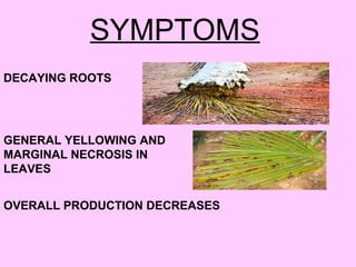 Marginal Necrosis Power point presentation plant diseases | PPT