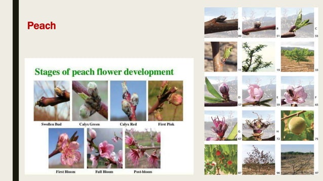 Growth and Phenological stages of Temperate Fruit Crops | PPTX ...
