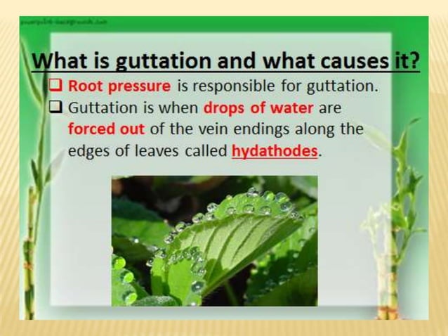 LIFE SCIENCE. Support and transport system in plants, (CAMPBELL AND ...