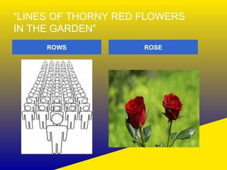 “LINES OF THORNY RED FLOWERS 
IN THE GARDEN” 
ROWS ROSE 
 