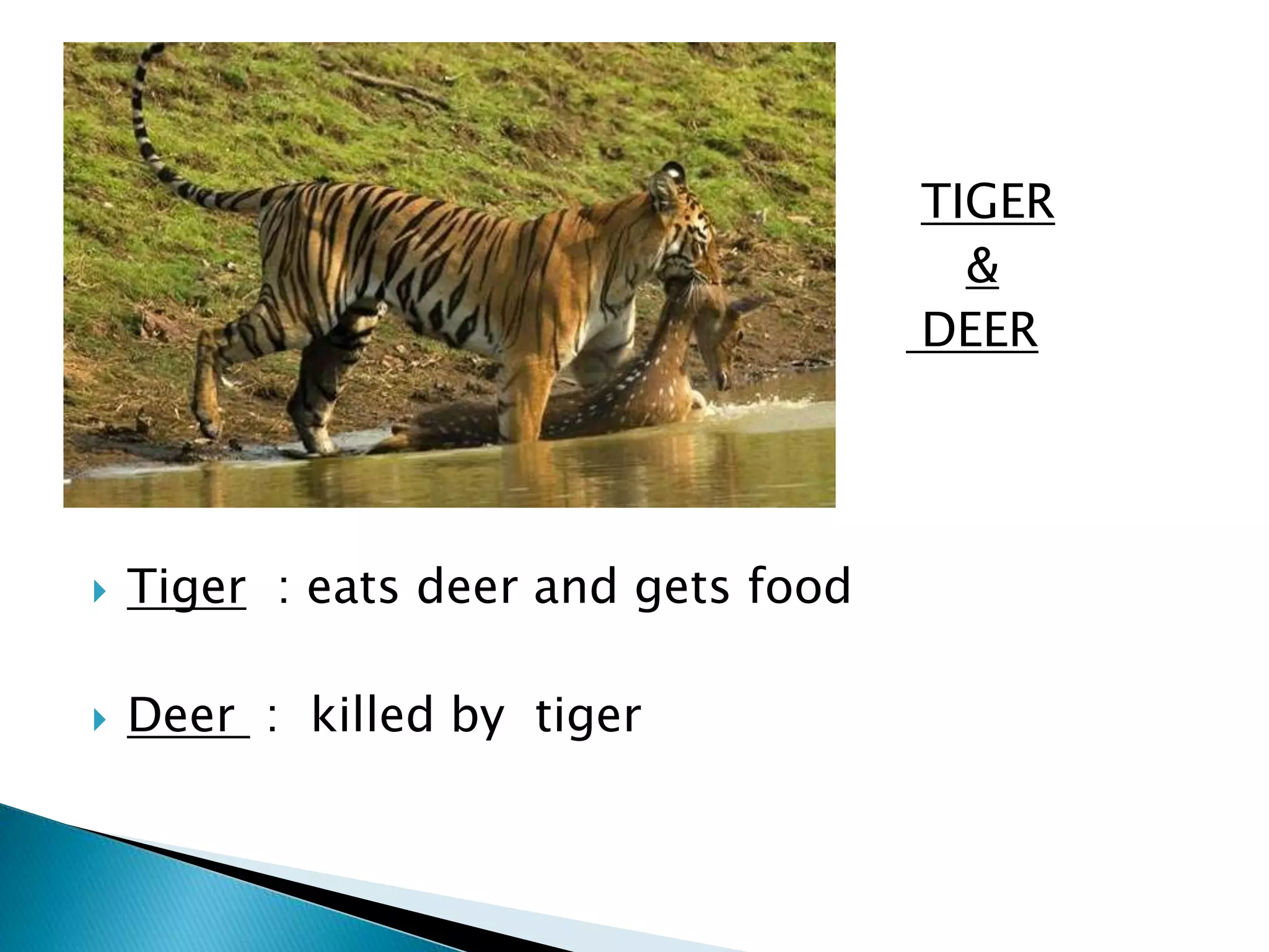 TIGER 
 & 
 DEER 
 Tiger : eats deer and gets food 
 Deer : killed by tiger 
 