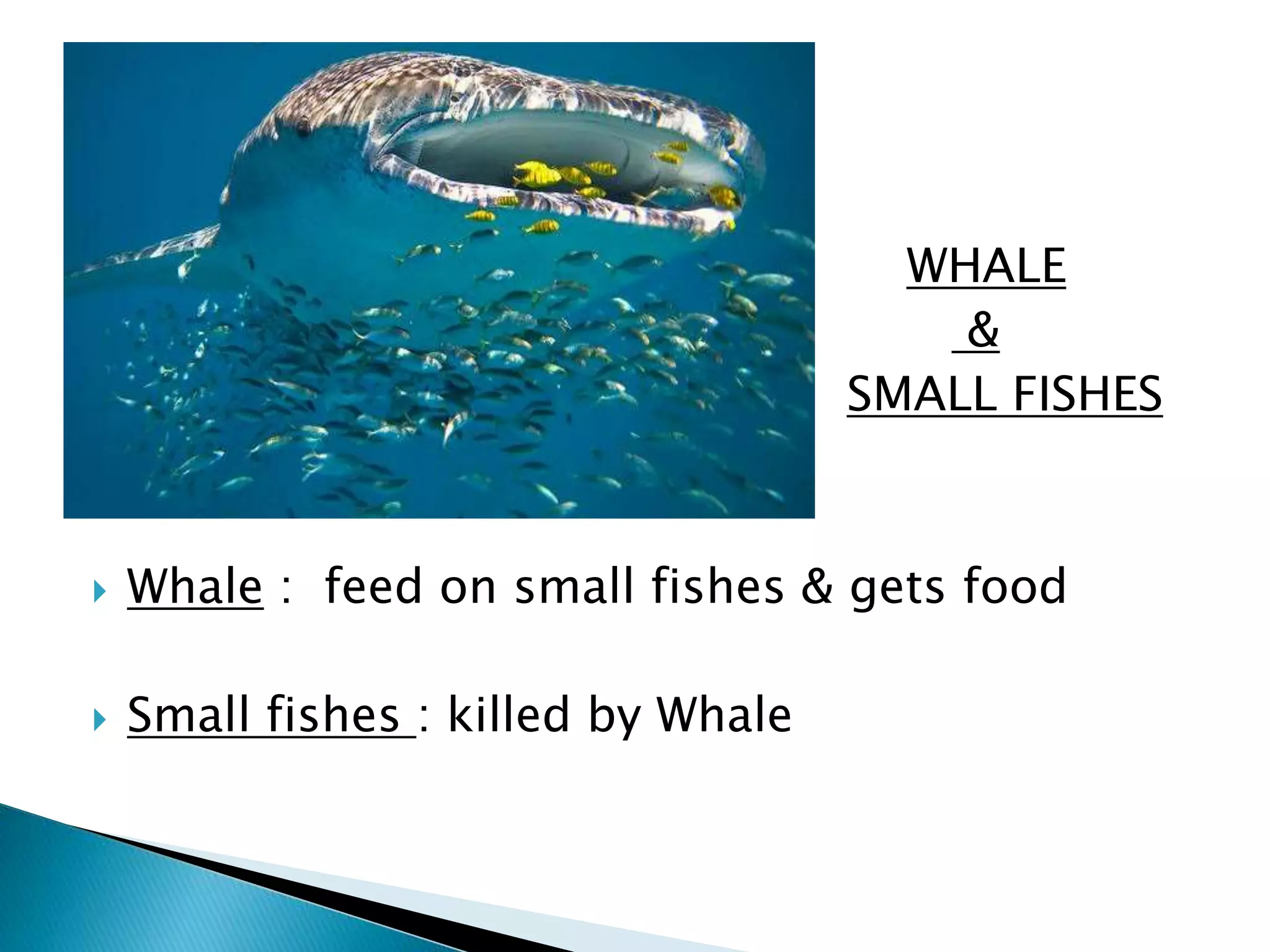  WHALE 
 & 
 SMALL FISHES 
 Whale : feed on small fishes & gets food 
 Small fishes : killed by Whale 
 