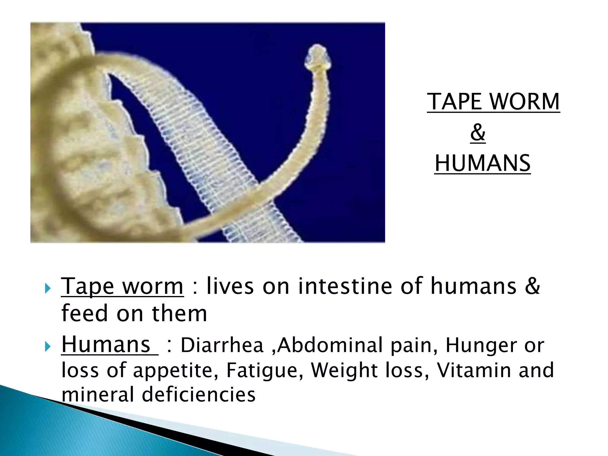  TAPE WORM 
 & 
 HUMANS 
 Tape worm : lives on intestine of humans & 
feed on them 
 Humans : Diarrhea ,Abdominal pain, Hunger or 
loss of appetite, Fatigue, Weight loss, Vitamin and 
mineral deficiencies 
 