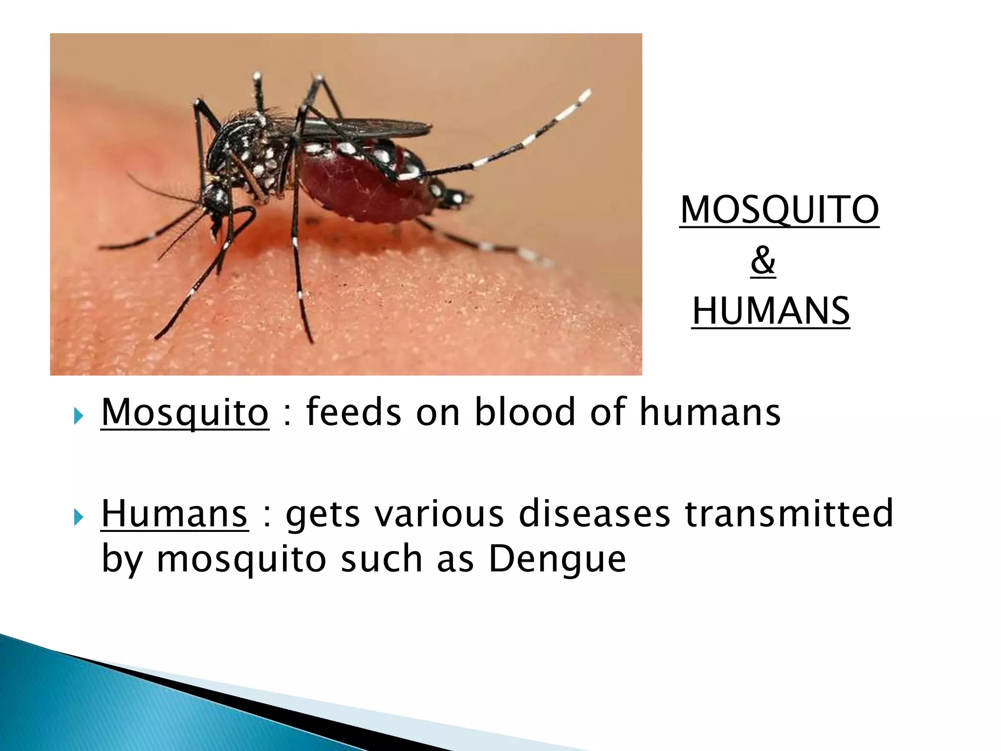 MOSQUITO 
 & 
 HUMANS 
 Mosquito : feeds on blood of humans 
 Humans : gets various diseases transmitted 
by mosquito such as Dengue 
 