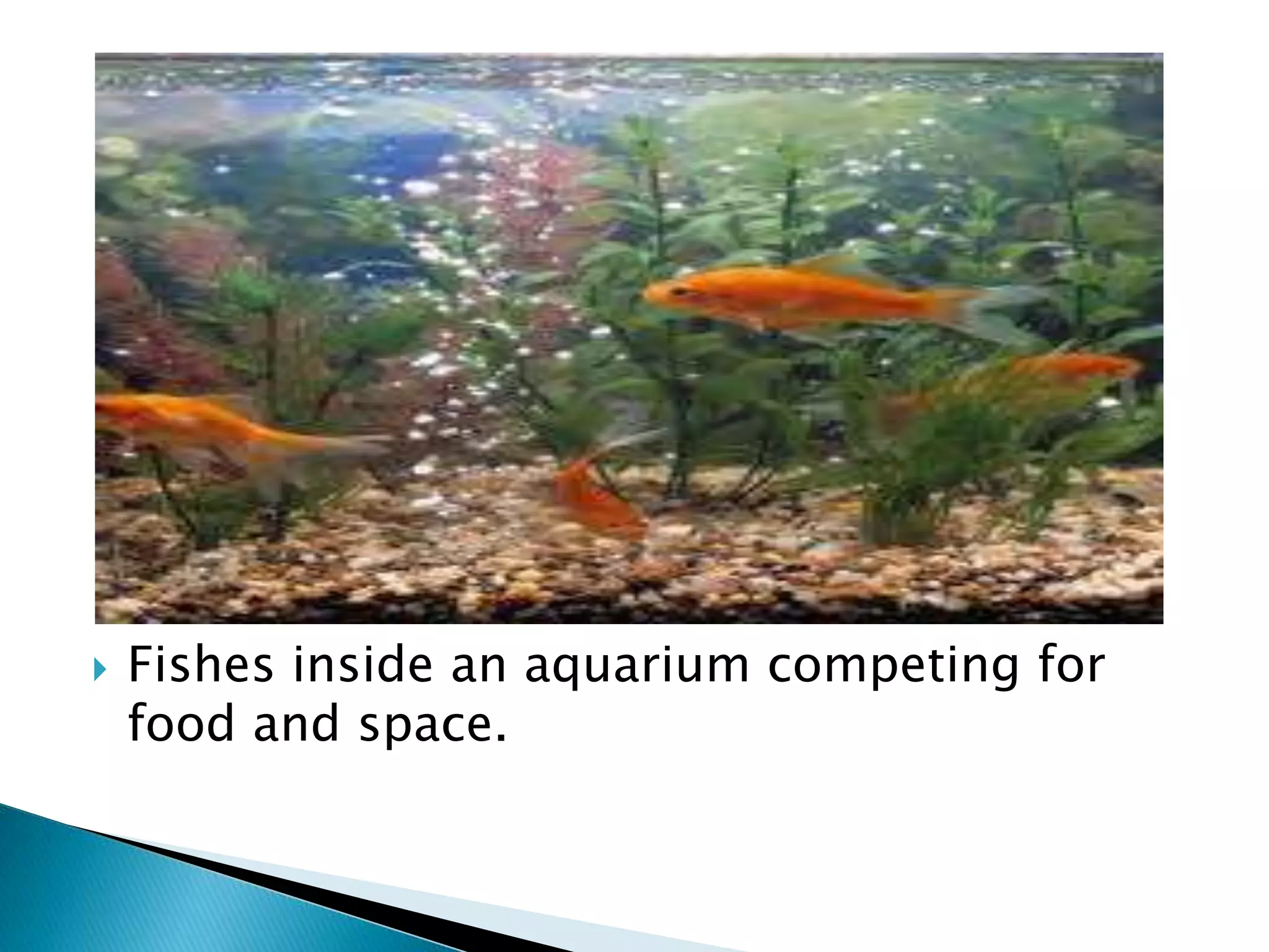  Fishes inside an aquarium competing for 
food and space. 
 