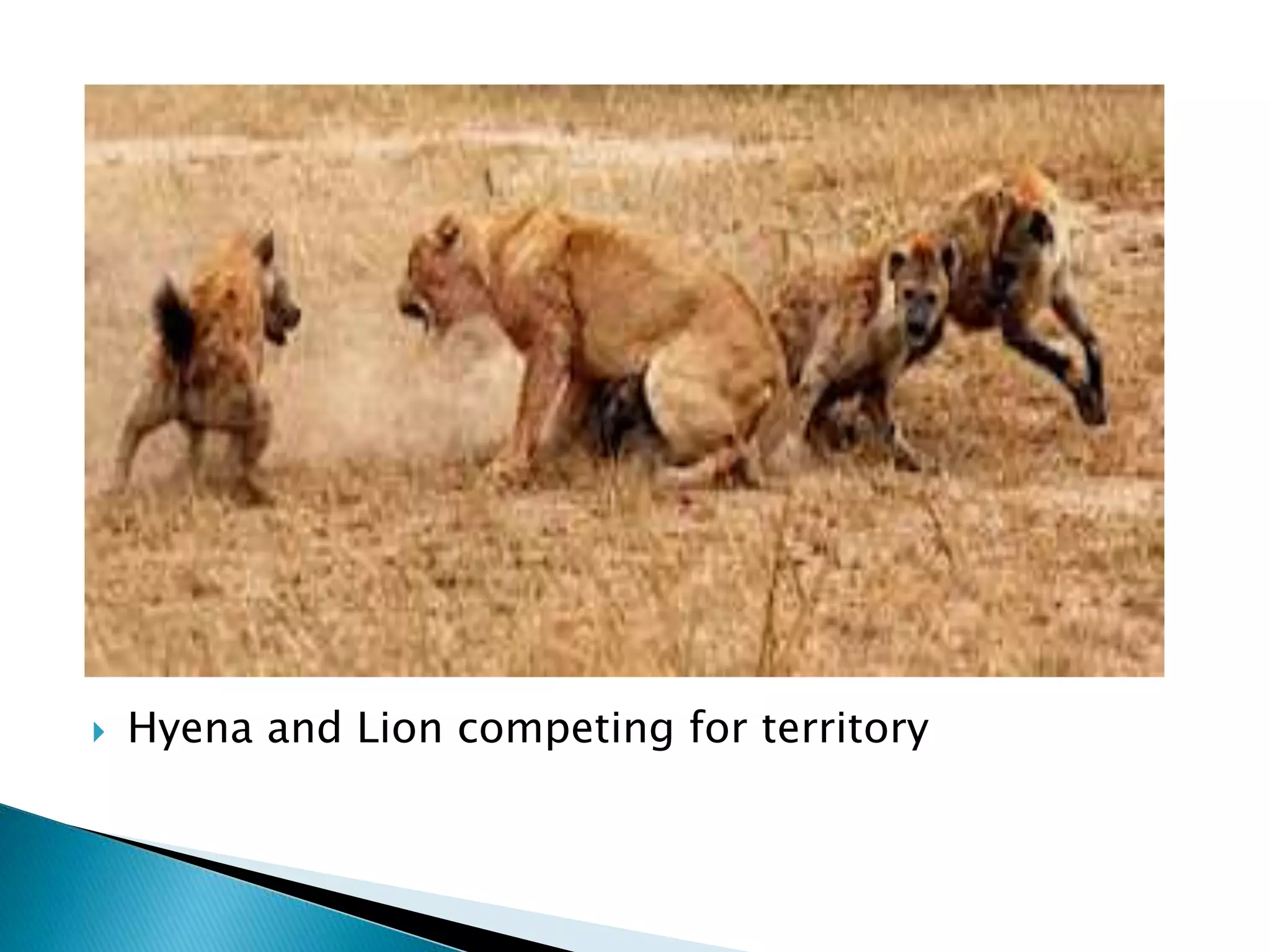  Hyena and Lion competing for territory 
 