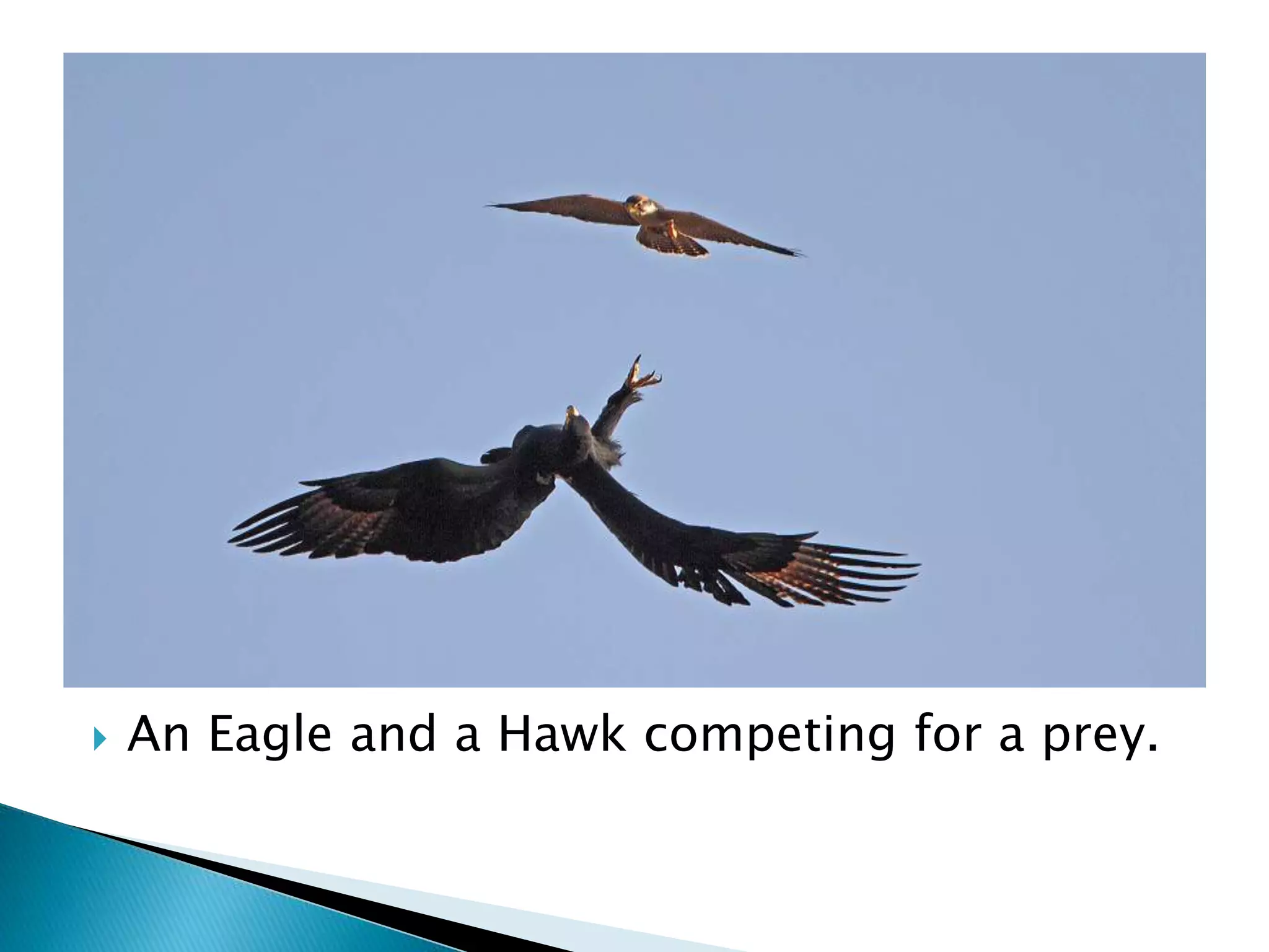  An Eagle and a Hawk competing for a prey. 
 