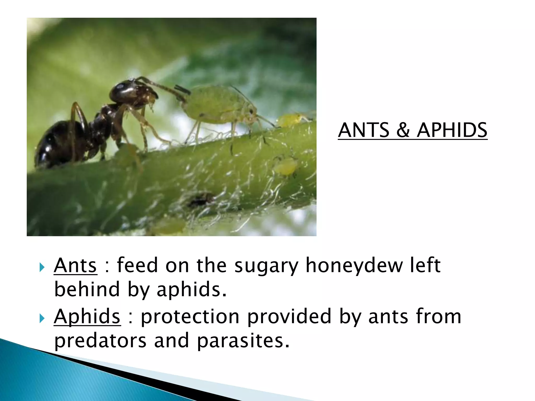  ANTS & APHIDS 
 Ants : feed on the sugary honeydew left 
behind by aphids. 
 Aphids : protection provided by ants from 
predators and parasites. 
 
