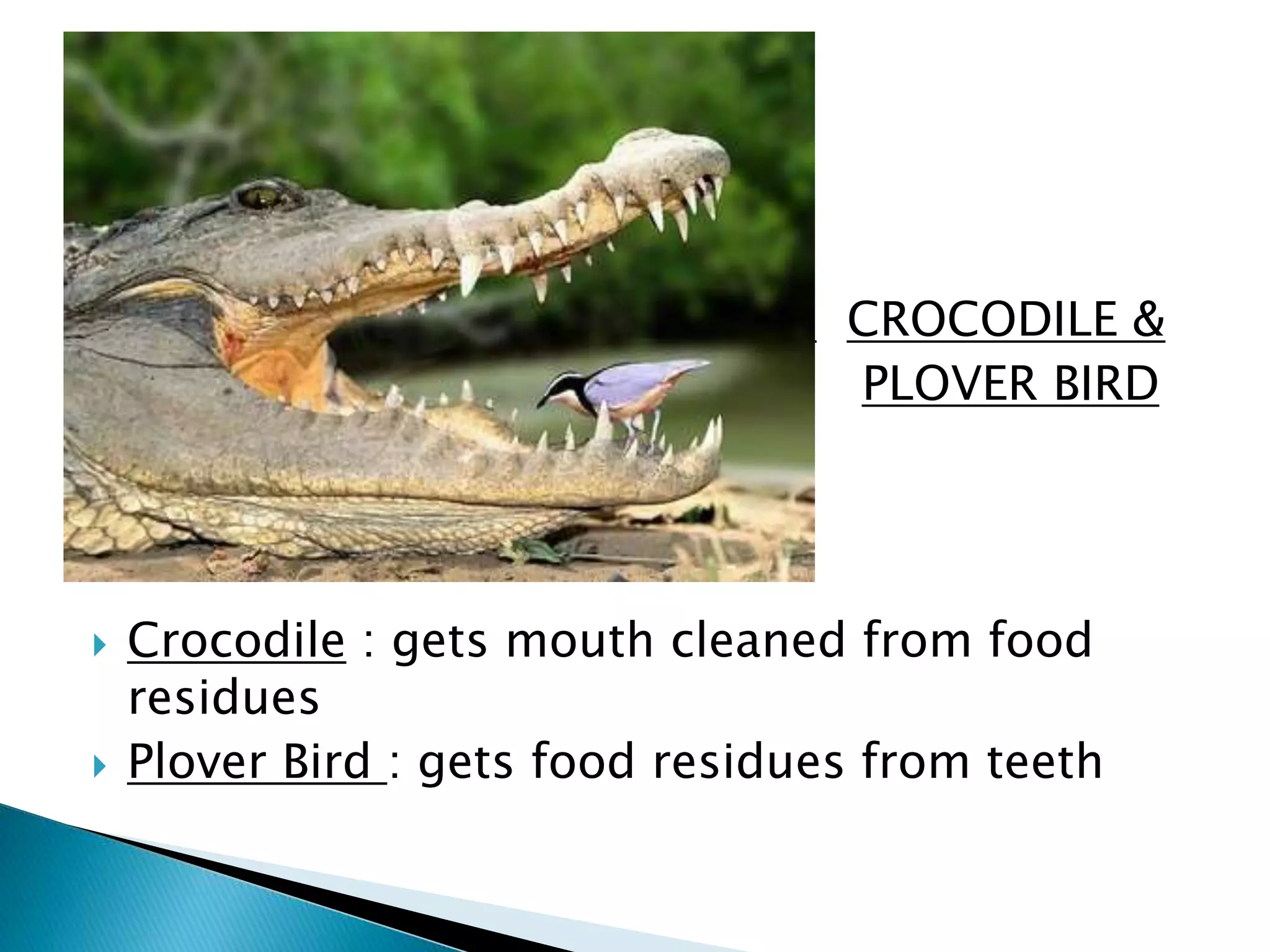  
 CROCODILE & 
 PLOVER BIRD 
 Crocodile : gets mouth cleaned from food 
residues 
 Plover Bird : gets food residues from teeth 
 