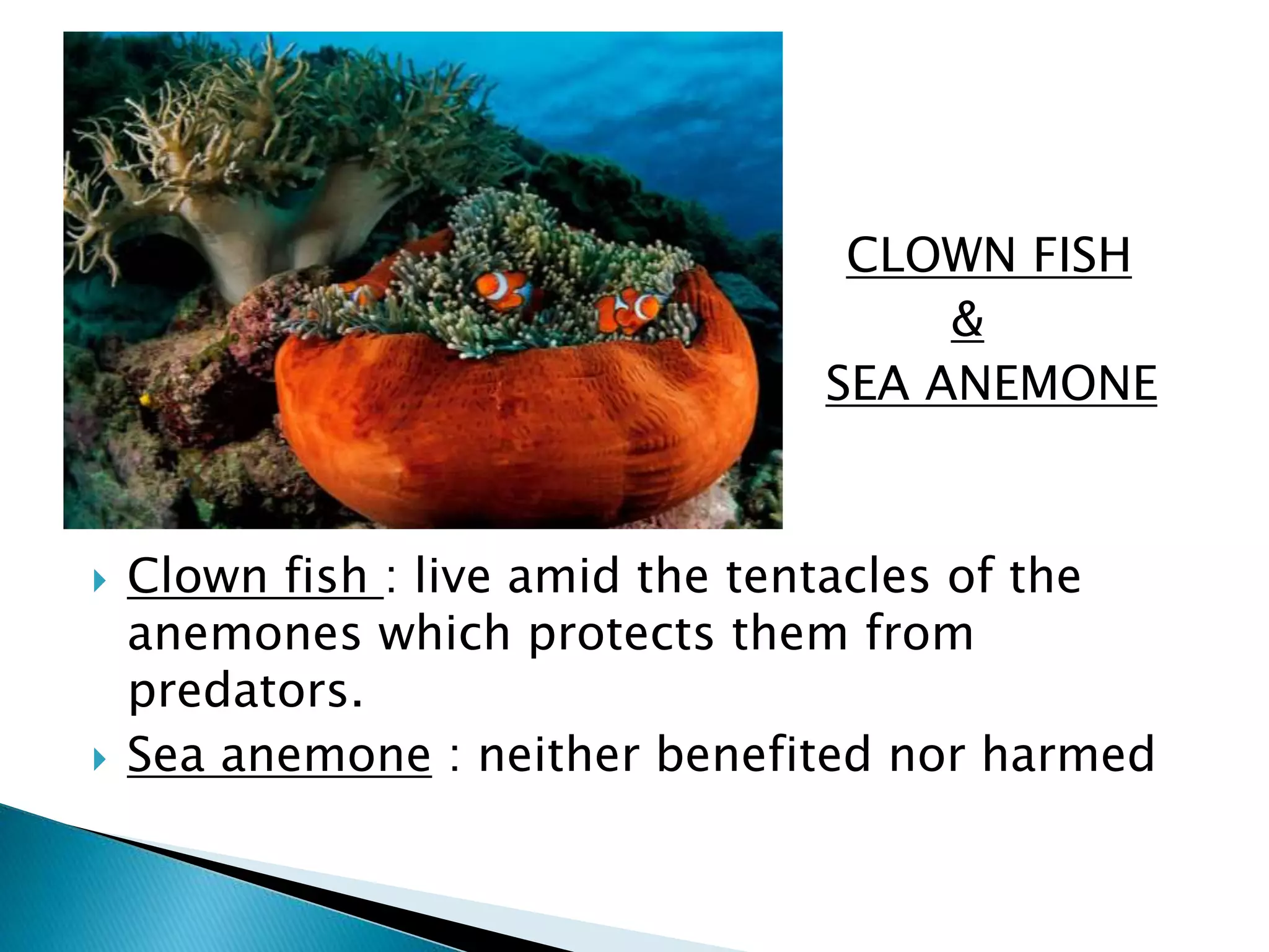  CLOWN FISH 
 & 
SEA ANEMONE 
 Clown fish : live amid the tentacles of the 
anemones which protects them from 
predators. 
 Sea anemone : neither benefited nor harmed 
 