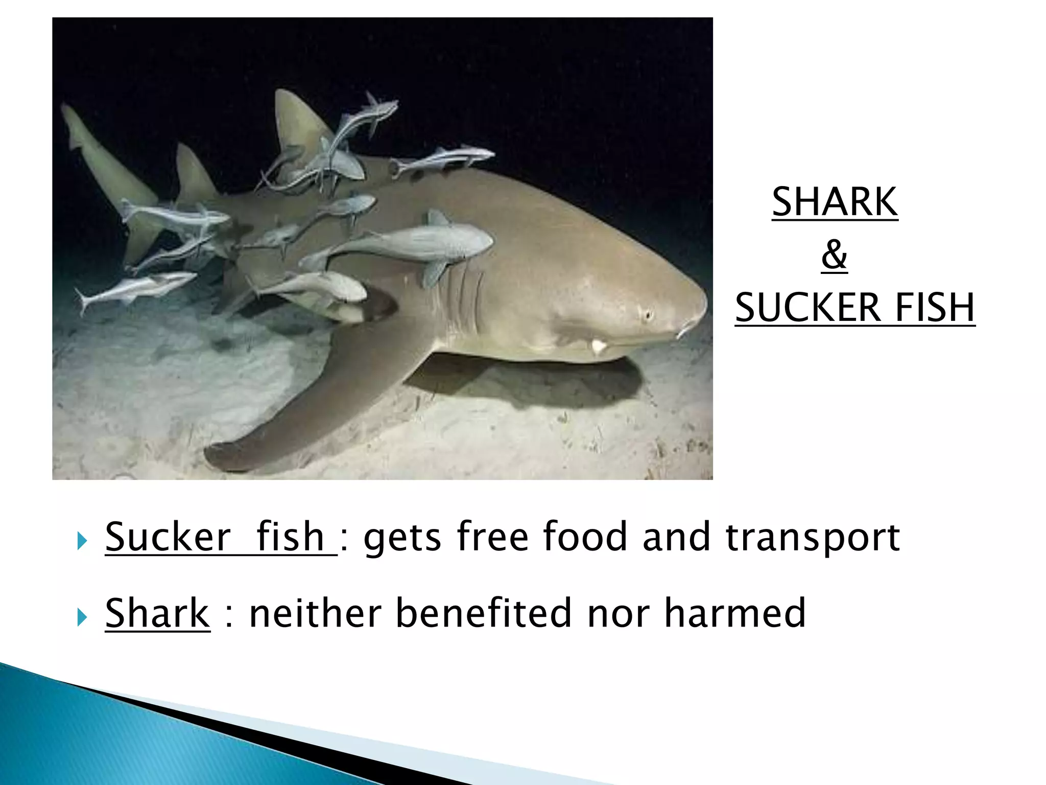  SHARK 
 & 
 SUCKER FISH 
 Sucker fish : gets free food and transport 
 Shark : neither benefited nor harmed 
 