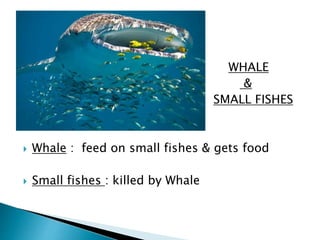  WHALE 
 & 
 SMALL FISHES 
 Whale : feed on small fishes & gets food 
 Small fishes : killed by Whale 
 