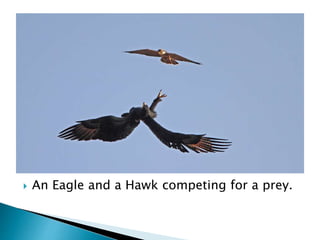  An Eagle and a Hawk competing for a prey. 
 