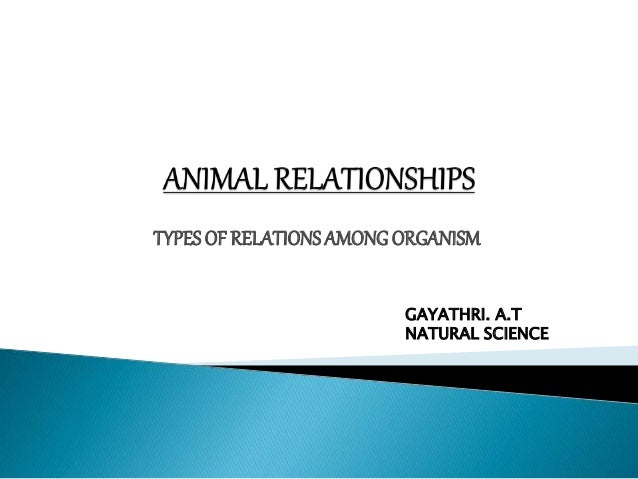 animal relationships powerpoint presentation by gayathri a t relationships powerpoint