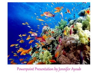 Powerpoint Presentation by Jennifer Ayoub 
 