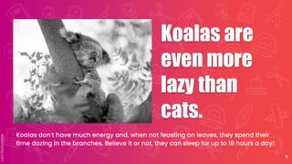 Koalas are
even more
lazy than
cats.
Koalas don’t have much energy and, when not feasting on leaves, they spend their
time dozing in the branches. Believe it or not, they can sleep for up to 18 hours a day!
8
 