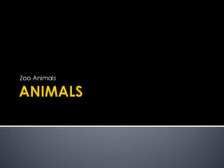 ANIMALS  Zoo Animals 