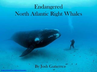 Endangered
                     North Atlantic Right Whales




                                           By Josh Gutierrez
Image retrieved from National Geographic
 