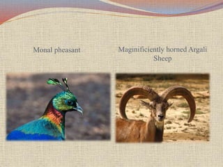 Monal pheasant Maginificiently horned Argali
Sheep
 