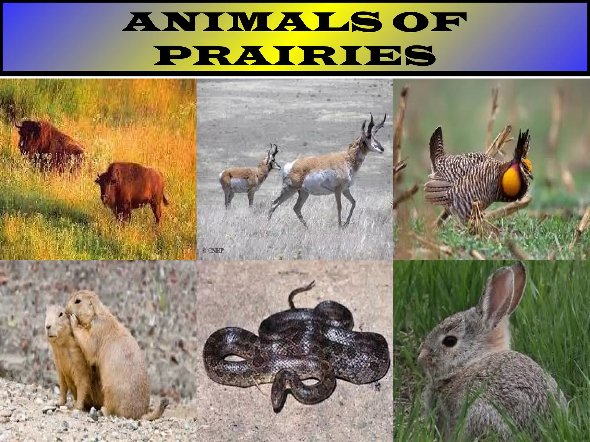 ANIMALS OF
PRAIRIES
 