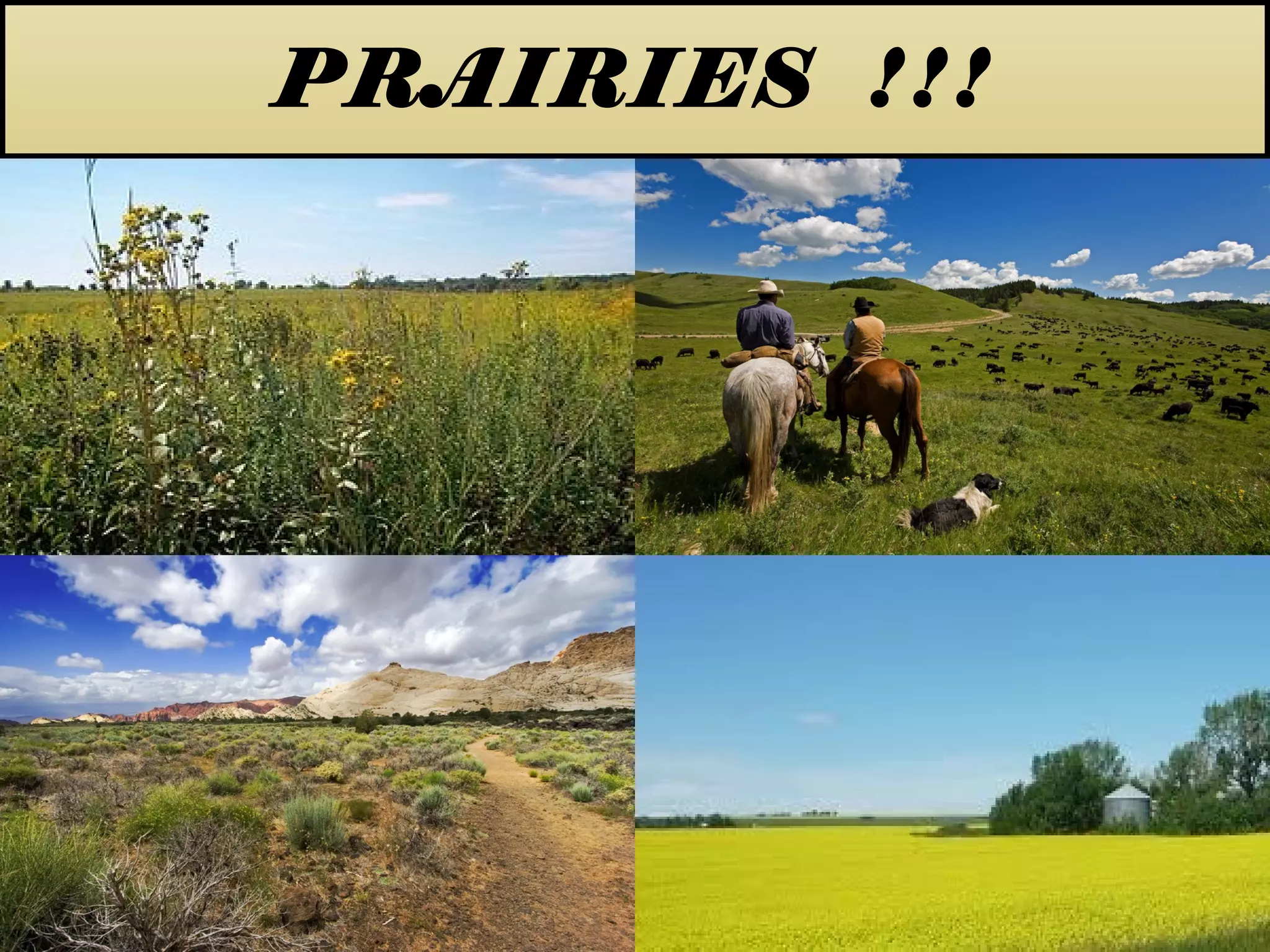 PRAIRIES !!!
 