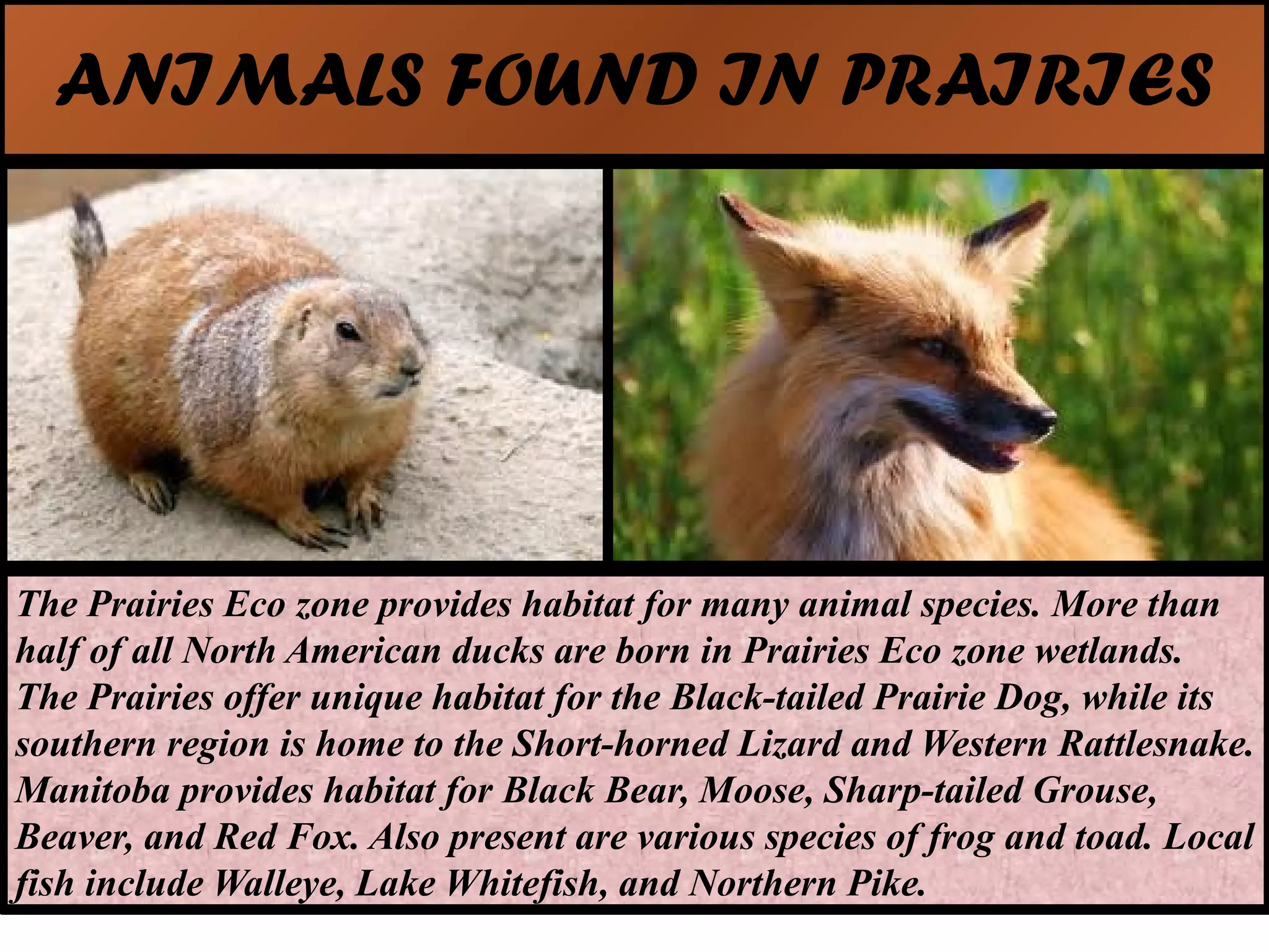 ANIMALS FOUND IN PRAIRIES
The Prairies Eco zone provides habitat for many animal species. More than
half of all North American ducks are born in Prairies Eco zone wetlands.
The Prairies offer unique habitat for the Black-tailed Prairie Dog, while its
southern region is home to the Short-horned Lizard and Western Rattlesnake.
Manitoba provides habitat for Black Bear, Moose, Sharp-tailed Grouse,
Beaver, and Red Fox. Also present are various species of frog and toad. Local
fish include Walleye, Lake Whitefish, and Northern Pike.
 