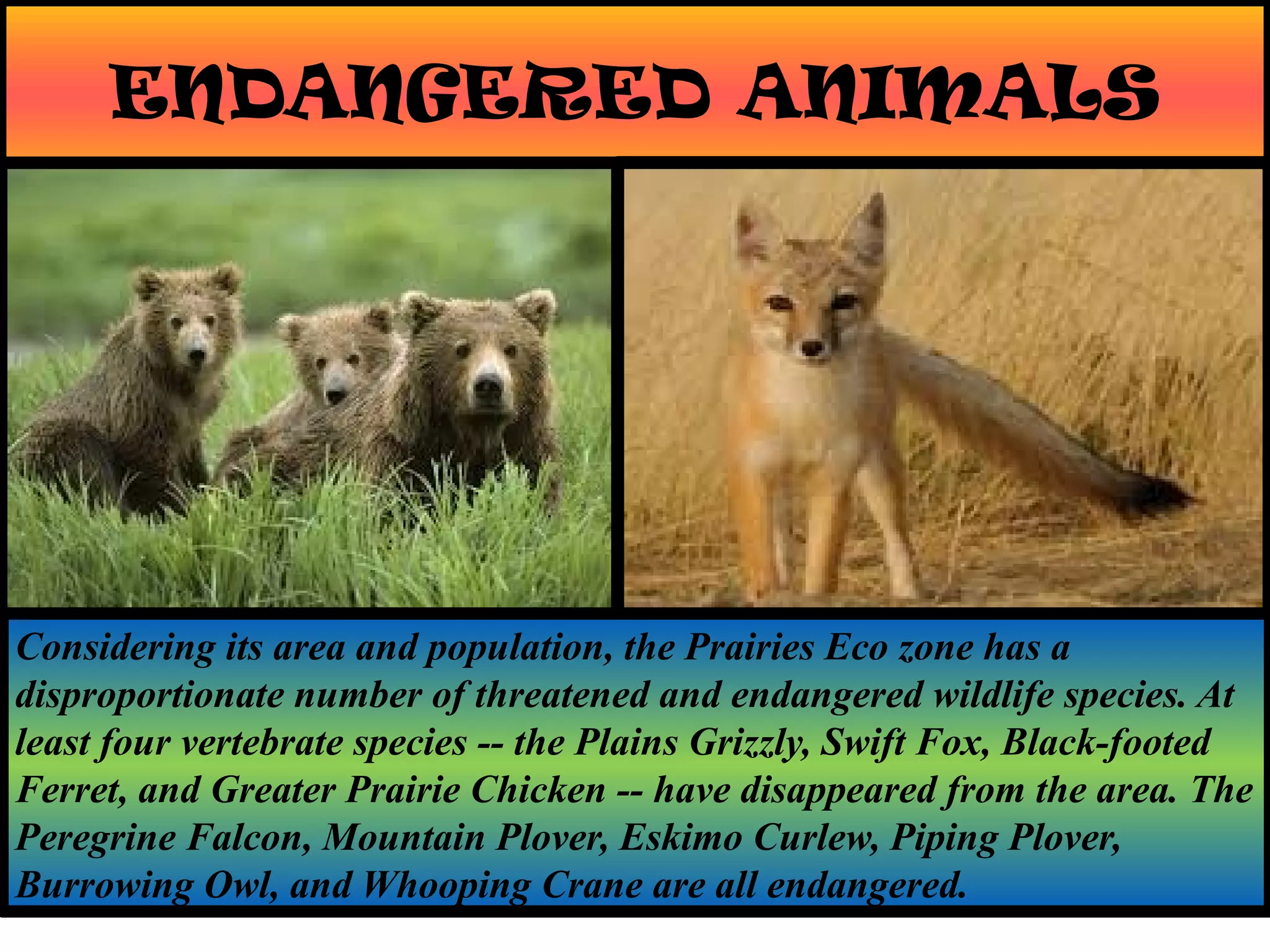 ENDANGERED ANIMALS
Considering its area and population, the Prairies Eco zone has a
disproportionate number of threatened and endangered wildlife species. At
least four vertebrate species -- the Plains Grizzly, Swift Fox, Black-footed
Ferret, and Greater Prairie Chicken -- have disappeared from the area. The
Peregrine Falcon, Mountain Plover, Eskimo Curlew, Piping Plover,
Burrowing Owl, and Whooping Crane are all endangered.
 