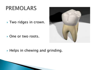 Powerpoint presentation on teeth | PPTX