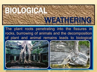 BIOLOGICAL
WEATHERING
The plant roots penetrating into the fissures in
rocks, burrowing of animals and the decomposition
of plant and animal remains leads to biological
weathering.