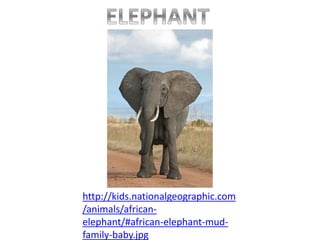 http://kids.nationalgeographic.com
/animals/african-
elephant/#african-elephant-mud-
family-baby.jpg
 