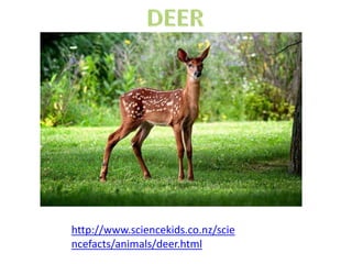 http://www.sciencekids.co.nz/scie
ncefacts/animals/deer.html
 
