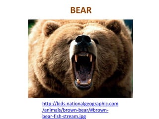 BEAR
http://kids.nationalgeographic.com
/animals/brown-bear/#brown-
bear-fish-stream.jpg
 