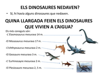 ELS DINOSAURES NEDAVEN?Sí, hi havia alguns dinosaures que nedaven.QUINA LLARGADA FEIEN ELS DINOSAURES QUE VIVIEN A L’AIGUA?Els més coneguts són: -L´Elasmosaurus mesurava 14 m.  -El Mosasaurus mesurava 17 m.  -L’Ichthyosaurus mesurava 2 m. -El Geosaure mesurava 3 m. -L’ Eurhinosayre mesurava 2 m. -El Plesiosaure mesurava 2, 5 m.