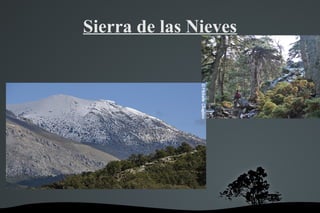   
Sierra de las Nieves
 