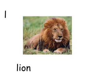 lion
l
 