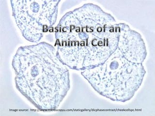 Basic Parts of an Animal Cell Image source:  http://www.microscopyu.com/staticgallery/dicphasecontrast/cheekcellspc.html 