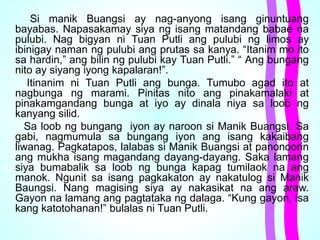 Si manik Buangsi ay nag-anyong isang ginuntuang
bayabas. Napasakamay siya ng isang matandang babae na
pulubi. Nag bigyan ni Tuan Putli ang pulubi ng limos ay
ibinigay naman ng pulubi ang prutas sa kanya. “Itanim mo ito
sa hardin,” ang bilin ng pulubi kay Tuan Putli.” “ Ang bungang
nito ay siyang iyong kapalaran!”.
Itinanim ni Tuan Putli ang bunga. Tumubo agad ito at
nagbunga ng marami. Pinitas nito ang pinakamalaki at
pinakamgandang bunga at iyo ay dinala niya sa loob ng
kanyang silid.
Sa loob ng bungang iyon ay naroon si Manik Buangsi. Sa
gabi, nagmumula sa bungang iyon ang isang kakaibang
liwanag. Pagkatapos, lalabas si Manik Buangsi at panonoorin
ang mukha isang magandang dayang-dayang. Saka lamang
siya bumabalik sa loob ng bunga kapag tumilaok na ang
manok. Ngunit sa isang pagkakaton ay nakatulog si Manik
Baungsi. Nang magising siya ay nakasikat na ang araw.
Gayon na lamang ang pagtataka ng dalaga. “Kung gayon, isa
kang katotohanan!” bulalas ni Tuan Putli.
 