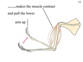 12 and pull the lower  arm up …… . makes the muscle contract   